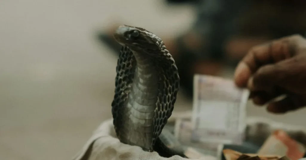 Common Cobra Dream Scenarios and Their Meanings
